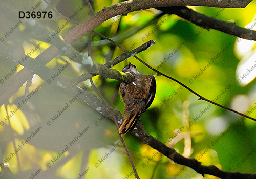 Plain Xenops (Xenops minutus)